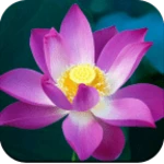 Logo of Lotus Wallpaper HD android Application 