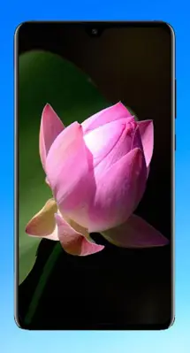 Lotus Wallpaper HD android App screenshot 9