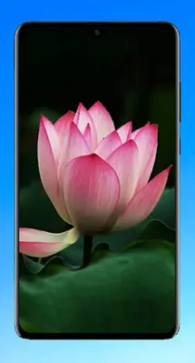 Lotus Wallpaper HD android App screenshot 10