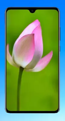 Lotus Wallpaper HD android App screenshot 11