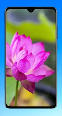 Lotus Wallpaper HD android App screenshot 13