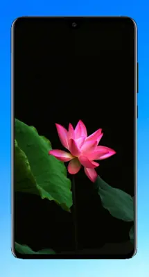 Lotus Wallpaper HD android App screenshot 1