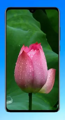 Lotus Wallpaper HD android App screenshot 2