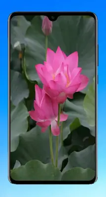 Lotus Wallpaper HD android App screenshot 3