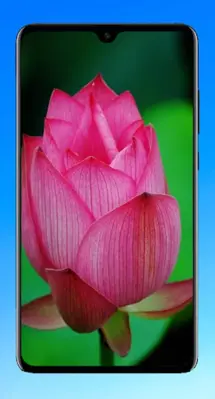 Lotus Wallpaper HD android App screenshot 6