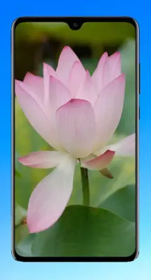 Lotus Wallpaper HD android App screenshot 7