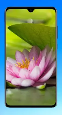 Lotus Wallpaper HD android App screenshot 8